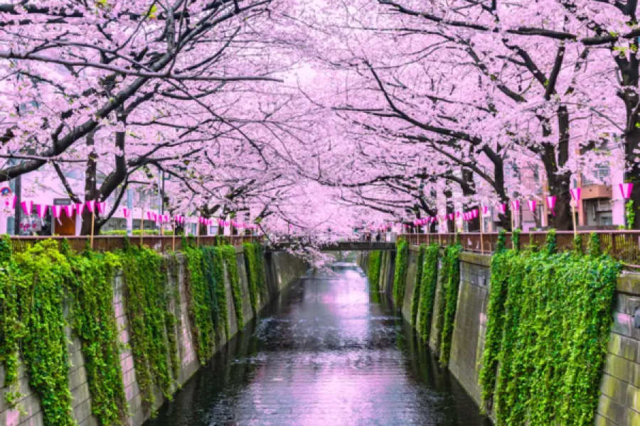 Cherry Blossom Seasonal Tour (7 Days)